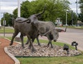 Two of many bronze steers, part of the longest bronze sculpture collection in the United States in The Center at Preston Ridge.