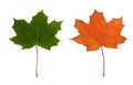 Two maple leaves Royalty Free Stock Photo