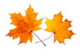 Two maple leaves Royalty Free Stock Photo