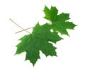 Two maple leaves Royalty Free Stock Photo