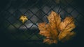 Two maple leaves on the background of the fence. fall foliage. High Quality Photo Royalty Free Stock Photo