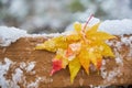 Two maple leaves fall and attach to wood plate with snow Royalty Free Stock Photo