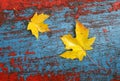 Two maple leaves Royalty Free Stock Photo