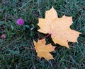 Two maple leaves on green grass Royalty Free Stock Photo