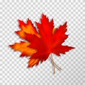 Two Maple leaves isolated on transparent background. Bright red autumn realistic leaves. Vector illustration eps 10 Royalty Free Stock Photo