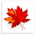 Two Maple leaves isolated on white background. Bright red autumn realistic leaves. Vector illustration eps 10 Royalty Free Stock Photo