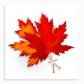 Two Maple leaves isolated on white background. Bright red autumn realistic leaves. Vector illustration eps 10 Royalty Free Stock Photo