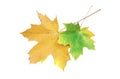 Two maple leaves on white background Royalty Free Stock Photo