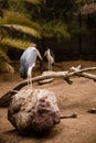 Two marabou storks.