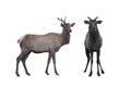 Two marals male and female isolated on a white Royalty Free Stock Photo