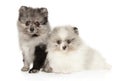 Two marble color Pomeranian puppies Royalty Free Stock Photo