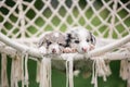 Two Marble puppy border collie sleeping in a white hammock in nature, portrait Royalty Free Stock Photo