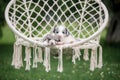 Two Marble puppy border collie sleeping in a white hammock in nature Royalty Free Stock Photo