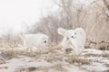 Two Maremma white dog runs in snow in a forest Royalty Free Stock Photo