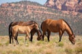 Two mares and a foal graze in a desert field Royalty Free Stock Photo