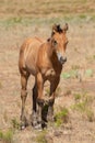 Two mares and a foal graze in a desert field Royalty Free Stock Photo