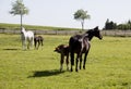 Two mares with foals Royalty Free Stock Photo