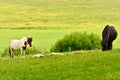 Two mares of Icelandic horses are watching over the cute sleeping foals of the herd in the wide grassland Royalty Free Stock Photo