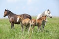Two mares with two foals Royalty Free Stock Photo