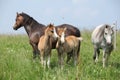 Two mares with two foals Royalty Free Stock Photo