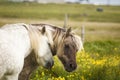 Two Mares Royalty Free Stock Photo