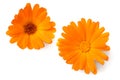 two marigold flower heads isolated on white background. calendula flower. top view Royalty Free Stock Photo