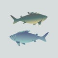 Two marine fish.