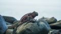 Two marine iguanas on a rock at isla espanola in the galapagos