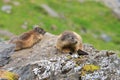 Two marmot sitting on a rock in Fagaras Mountains,Romania. Royalty Free Stock Photo