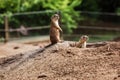 Two Marmota. Cute wild Gopher standing in green grass. Observing young ground squirrel stands guard in wild nature