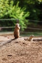 Two Marmota. Cute wild Gopher standing in green grass. Observing young ground squirrel stands guard in wild nature Royalty Free Stock Photo