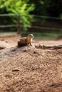 Two Marmota. Cute wild Gopher standing in green grass. Observing young ground squirrel stands guard in wild nature