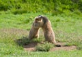 Two marmots Royalty Free Stock Photo