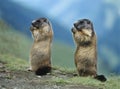 Two Marmots Royalty Free Stock Photo