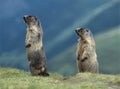 Two Marmots Royalty Free Stock Photo