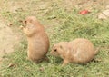 Two marmots Royalty Free Stock Photo