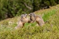 Two marmots fighting for territory Royalty Free Stock Photo