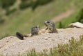 Two marmots fighting for territory Royalty Free Stock Photo