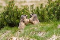 Two marmots fighting for territory Royalty Free Stock Photo