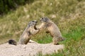 Two marmots fighting for territory Royalty Free Stock Photo