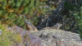 Two marmots in the high mountains Royalty Free Stock Photo