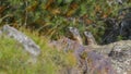 Two marmots in the high mountains Royalty Free Stock Photo