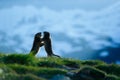 Two marmots in mountain landscape with beautiful back light. Fighting animals Marmot, Marmota marmota, in the grass with nature