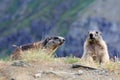 Two marmots Royalty Free Stock Photo