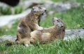 Two marmots playing