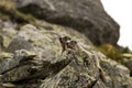 Two marmots on rock Royalty Free Stock Photo