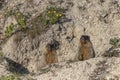 Two marmots sit near their burrow Royalty Free Stock Photo