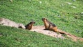 Marmots in Wild Royalty Free Stock Photo
