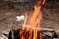 Two Marshmallows on a stick over a bonfire Royalty Free Stock Photo