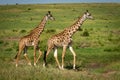 Two Masai giraffe cross savannah in sunshine Royalty Free Stock Photo